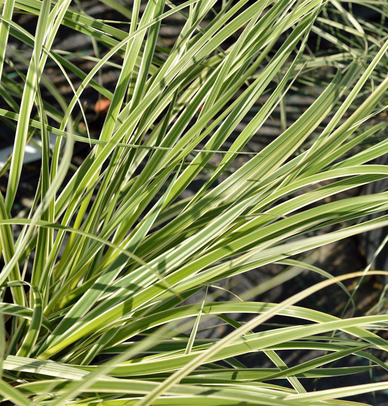  Pampasgras Silver Comet - XXXL Topf - Cortaderia Selloana