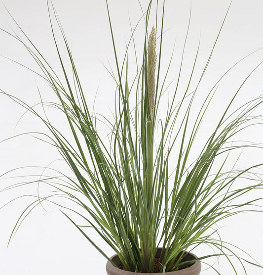  Pampasgras Evita® - XXXL Topf - Cortaderia Selloana