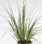  Pampasgras Evita® - XXXL Topf - Cortaderia Selloana
