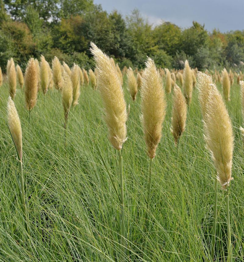  Pampasgras Pumila - Cortaderia Selloana