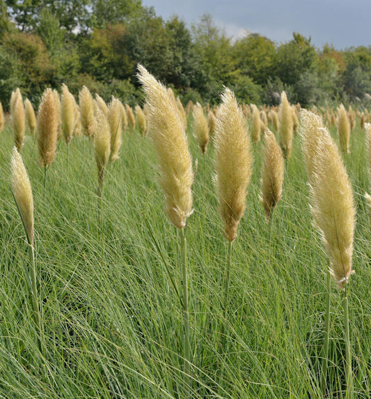  Pampasgras Pumila - Cortaderia Selloana