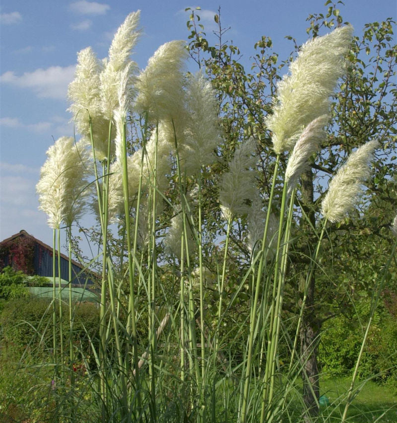  Pampasgras Weiße Wedel - XXXL Topf - Cortaderia Selloana