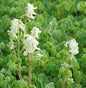  Cremefarbener Lerchensporn - Corydalis Ochroleuca