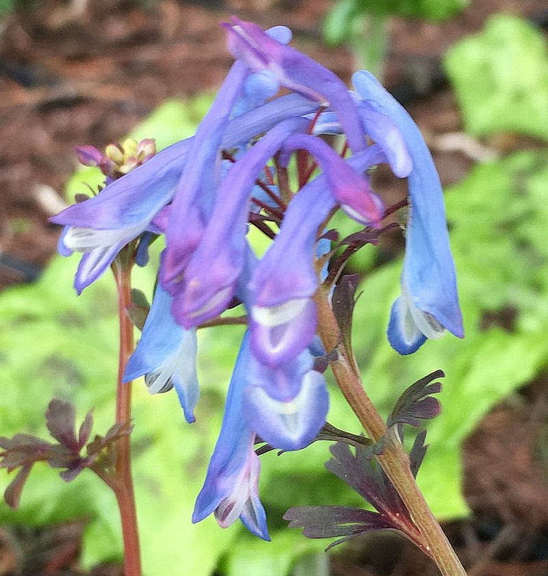  Blauer Lerchensporn - Corydalis Flexuosa