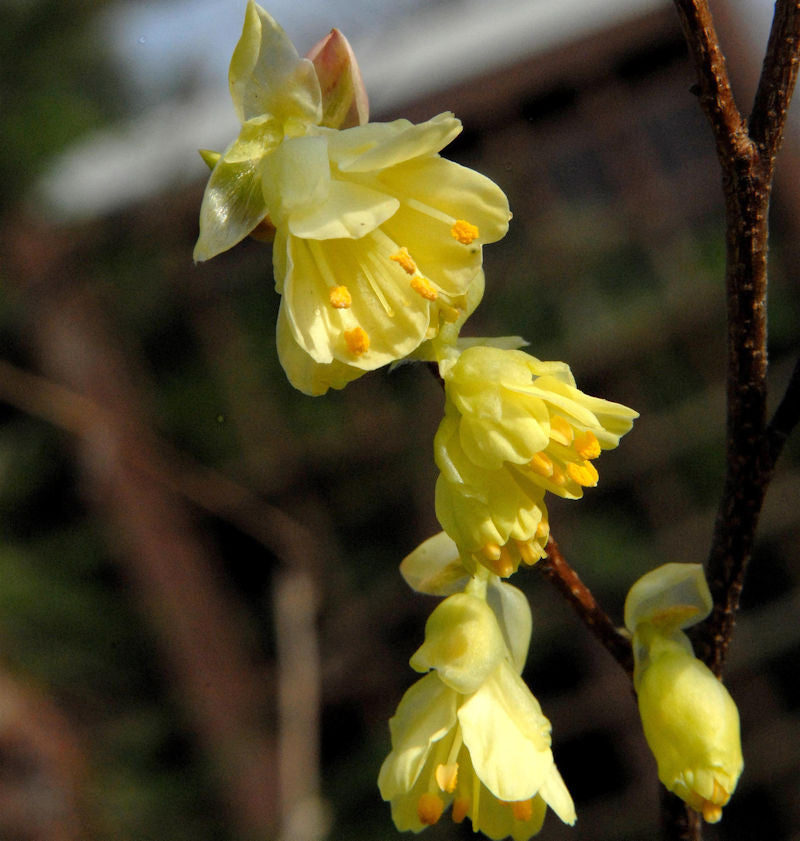  Niedrige Scheinhasel 40-60cm - Corylopsis Pauciflora