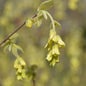  Ährige Scheinhasel 80-100cm - Corylopsis Spicata