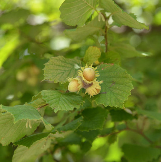  Riesenhaselnuß Hallesche Riesennuß 100-125cm - Corylus Avellana