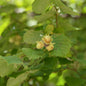  Riesenhaselnuß Hallesche Riesennuß 40-60cm - Corylus Avellana