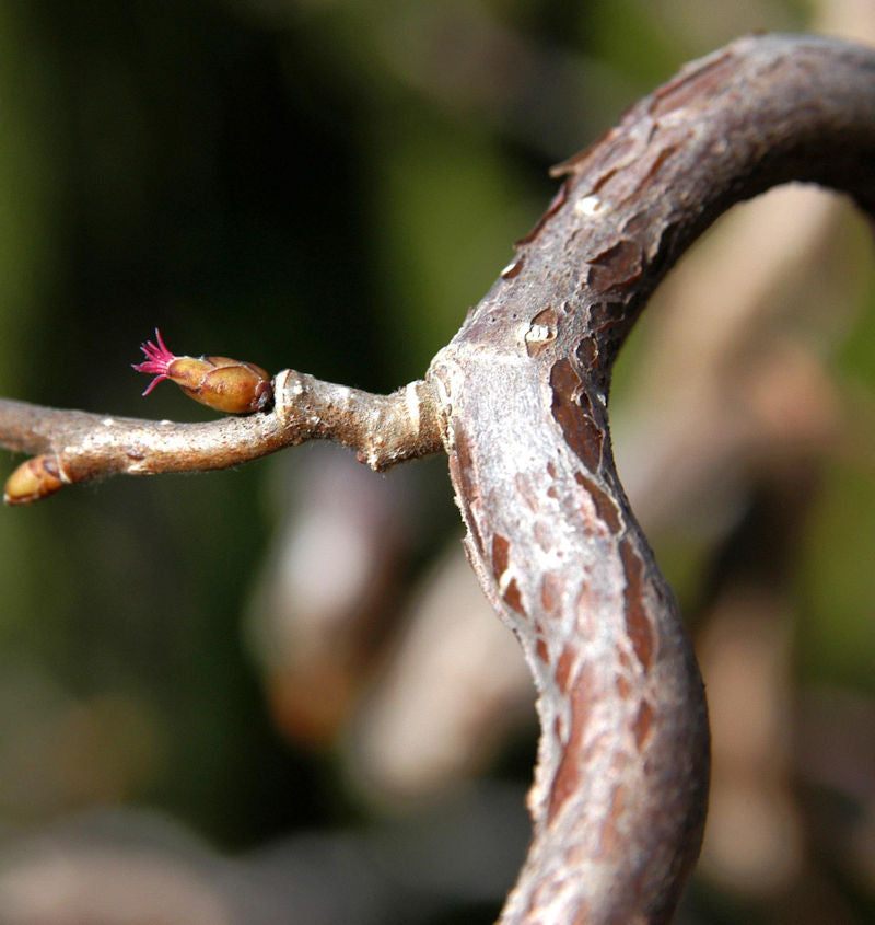  Hochstamm Haselnuß Medusa® 60-80cm - Corylus Avellana