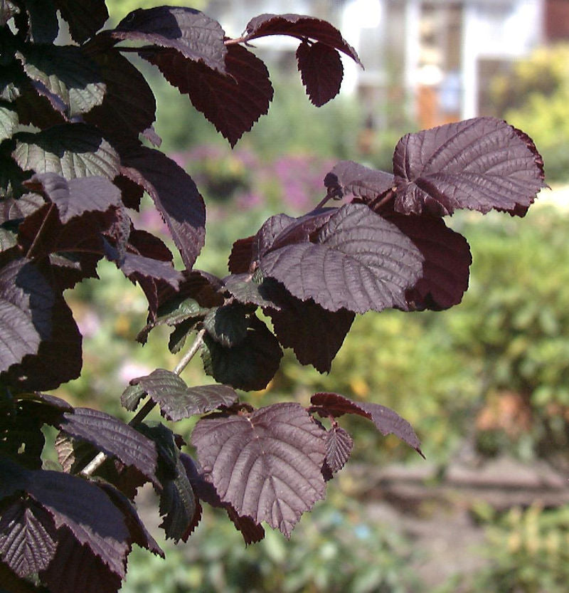  Großfrüchtige Waldhasel Rotblättrige Zellernuss 100-125cm - Corylus Avellana
