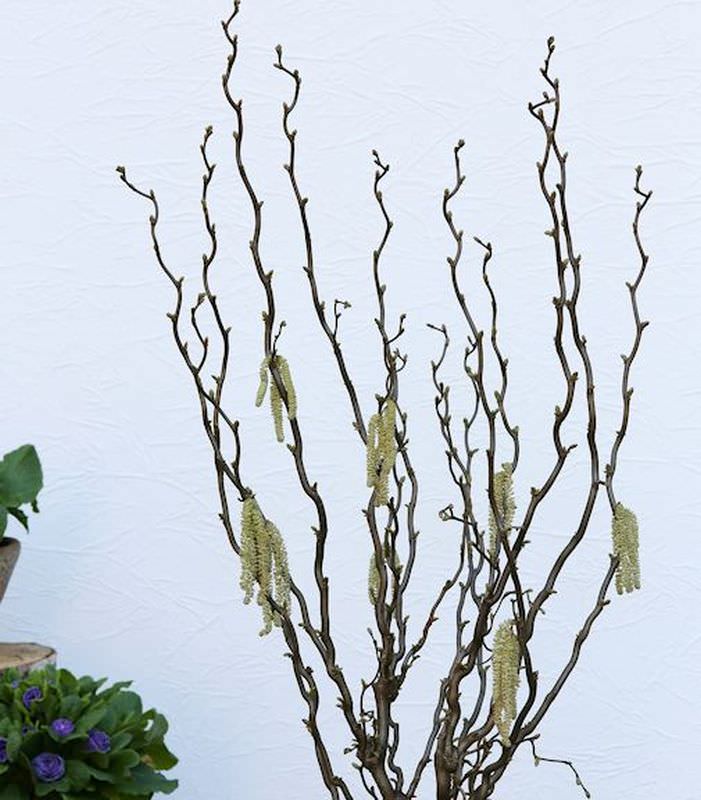  Aufrechte Korkenzieherhasel Twister 30-40cm - Corylus Avellana