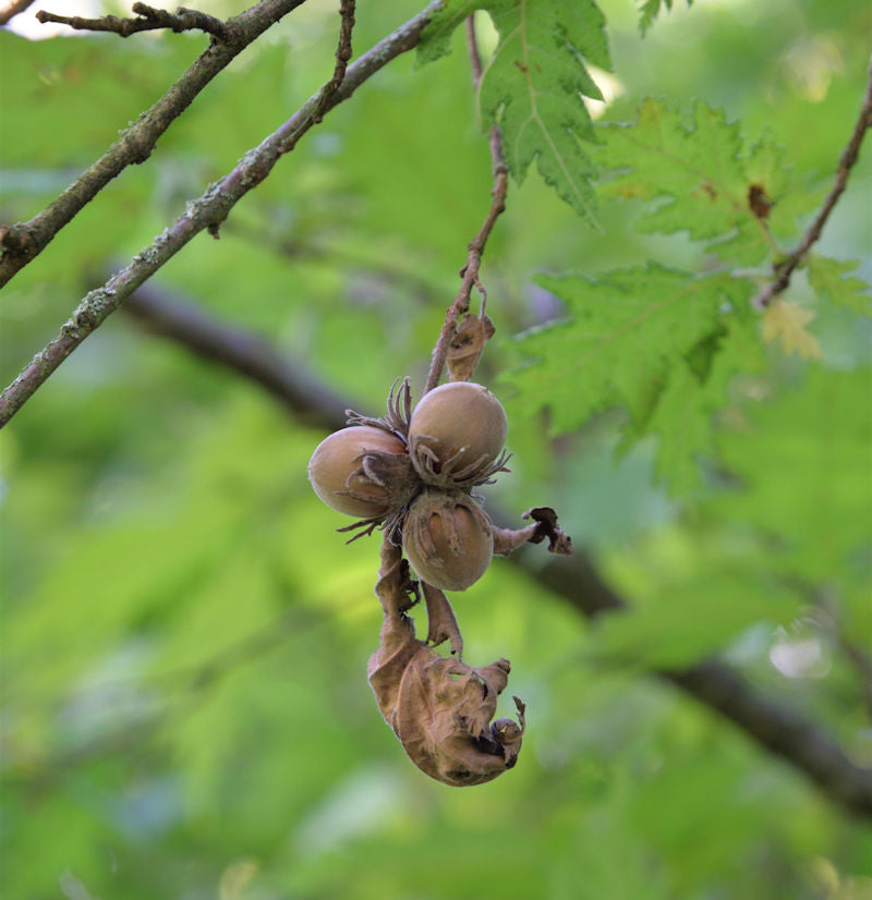  Haselnuß Webbs Preisnuss 60-80cm - Corylus Avellana