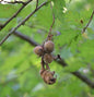  Haselnuß Webbs Preisnuss 60-80cm - Corylus Avellana