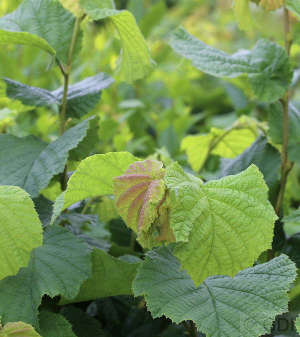  Haselnussstrauch Waldhasel 125-150cm - Corylus Avellana