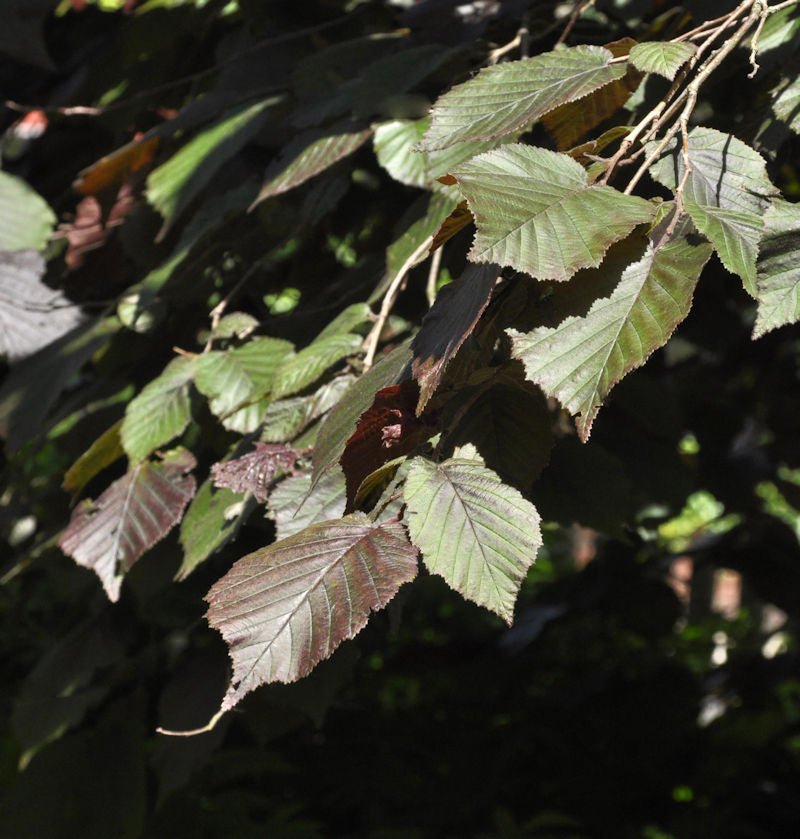  Purpur Hasel 60-80cm - Corylus Maxima