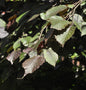  Purpur Hasel 60-80cm - Corylus Maxima