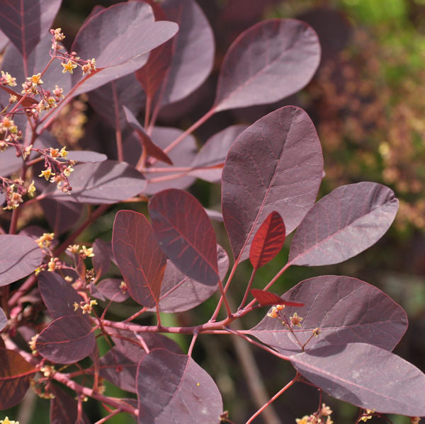  Perückenstrauch Dusky Maiden® 30-40cm - Cotinus Coggygria