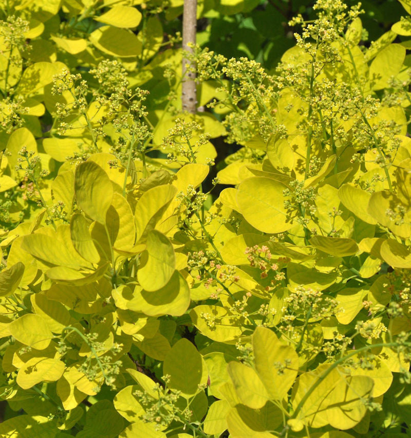  Perückenstrauch Golden Lady® 60-80cm - Cotinus Coggygria