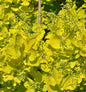  Perückenstrauch Golden Lady® 40-60cm - Cotinus Coggygria