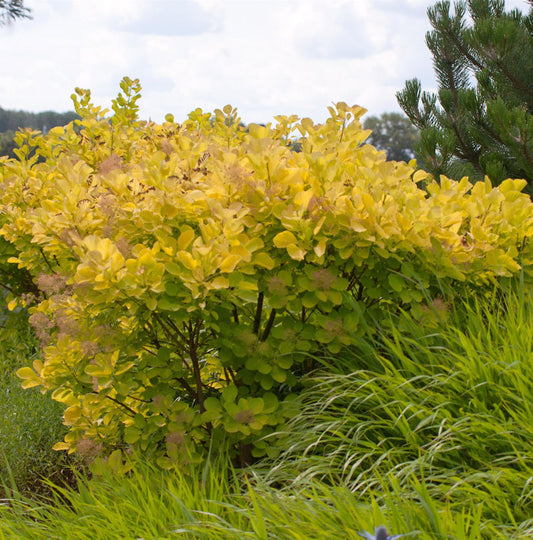  Perückenstrauch Golden Spirit® 40-60cm - Cotinus Coggygria