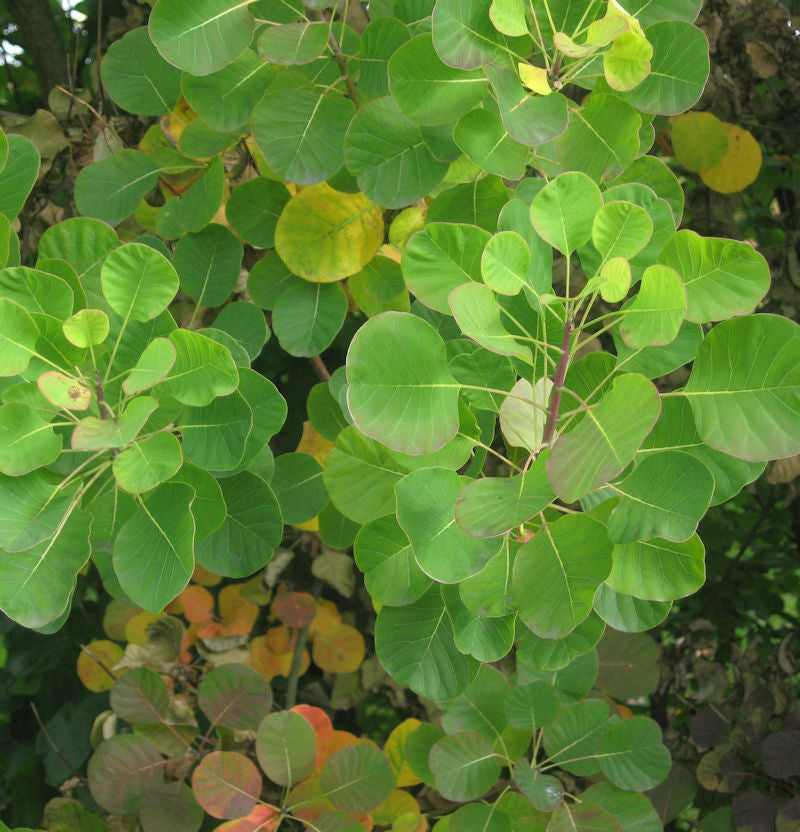  Perückenstrauch Old Fashioned® 40-60cm - Cotinus Coggygria