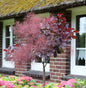  Hochstamm Perückenstrauch Royal Purple 60-80cm - Cotinus Coggygria