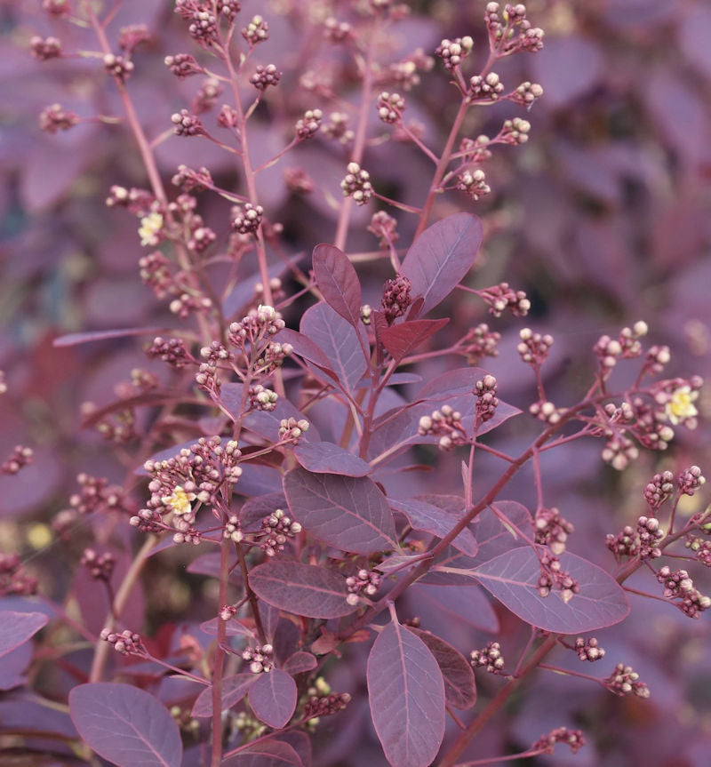  Perückenstrauch Royal Purple 30-40cm - Cotinus Coggygria