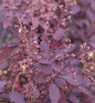  Perückenstrauch Royal Purple 100-125cm - Cotinus Coggygria