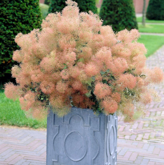  Grüner Perückenstrauch Young Lady 60-80cm - Cotinus Coggygria