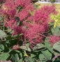  Perückenstrauch Smokey Joe 40-60cm - Cotinus Coggygria