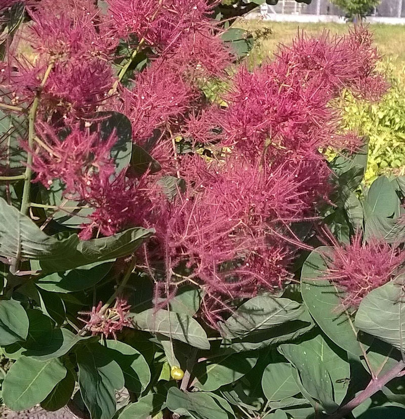  Perückenstrauch Smokey Joe 30-40cm - Cotinus Coggygria