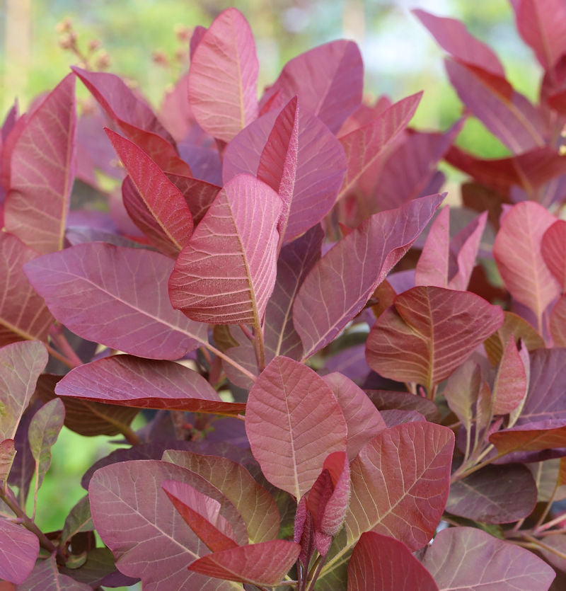  Perückenstrauch Grace 30-40cm - Cotinus Dummeri