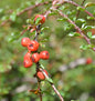  Hochstamm Kleine Bogenmispel 60-80cm - Cotoneaster Adpressus