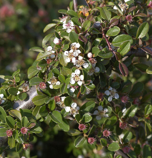  Hochstamm Zwergmispel Cooper 60-80cm - Cotoneaster Dammeri