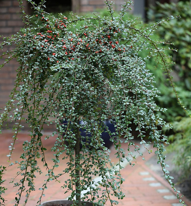  Hochstamm Zwergmispel Coral Beauty 125-150cm - Cotoneaster Dammeri