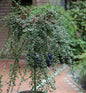  Hochstamm Zwergmispel Coral Beauty 125-150cm - Cotoneaster Dammeri