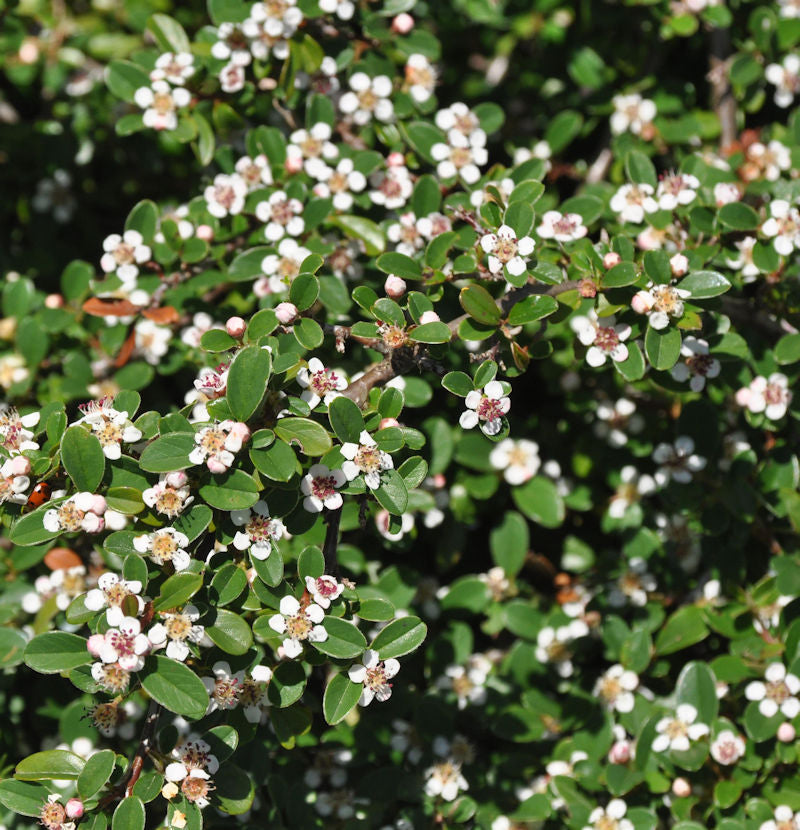  Zwergmispel Coral Beauty 20-30cm - Cotoneaster Dammeri