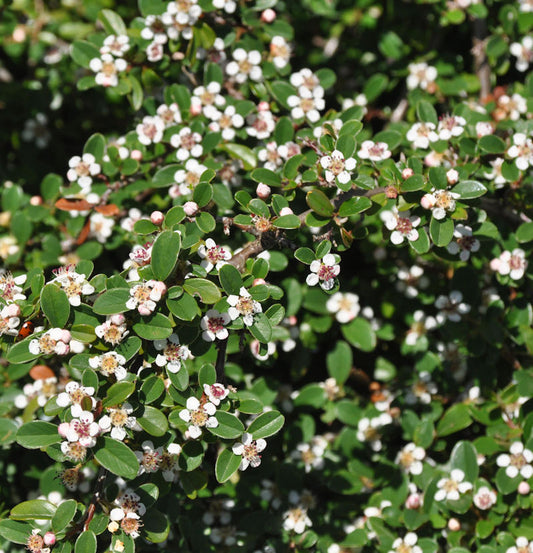  Zwergmispel Coral Beauty 20-30cm - Cotoneaster Dammeri