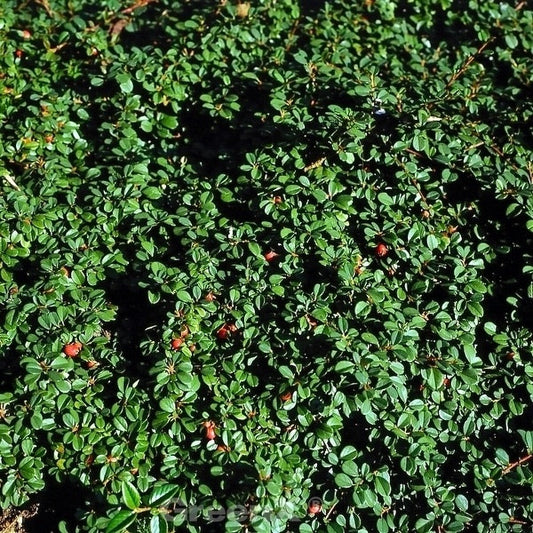  10x Zwergmispel Eichholz 15-20cm - Cotoneaster Dammeri