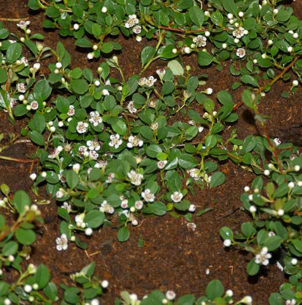  10x Kriechmispel Frieders Evergreen 10-15cm - Cotoneaster Dammeri