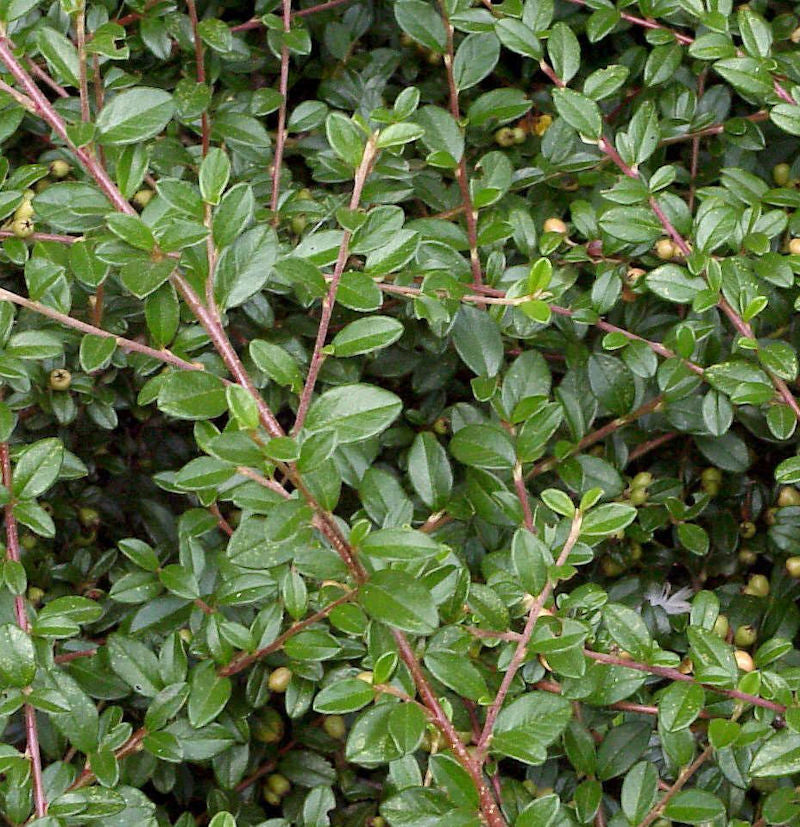  10x Zwergmispel Jürgl 10-15cm - Cotoneaster Dammeri
