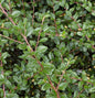  10x Zwergmispel Jürgl 10-15cm - Cotoneaster Dammeri