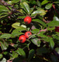  Hochstamm Kriechmispel Pancake 80-100cm - Cotoneaster Dammeri