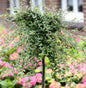  Hochstamm Kriechmispel Streibs Findling 80-100cm - Cotoneaster Dammeri