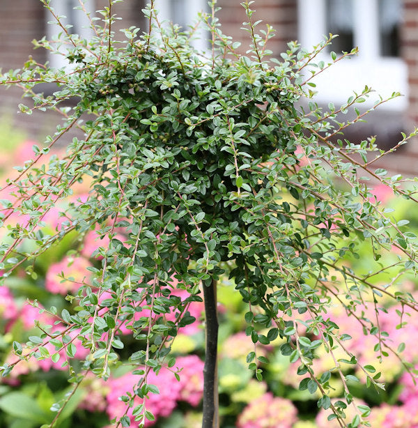  Hochstamm Kriechmispel Streibs Findling 60-80cm - Cotoneaster Dammeri