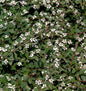  10x Zwergmispel Radicans 10-15cm - Cotoneaster Dammeri