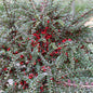  Fächer Felsenmispel 40-60cm - Cotoneaster Horizontalis