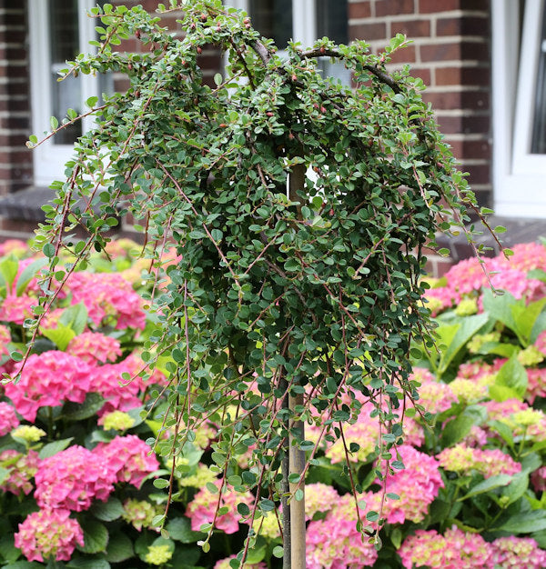  Hochstamm Teppichmispel Queen Of Carpets 80-100cm - Cotoneaster Microphyllus