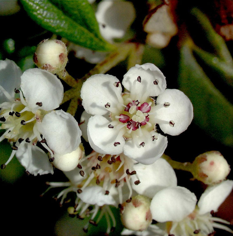  Hochstamm Kriechmispel Parkteppich 40-60cm - Cotoneaster Salicifolius