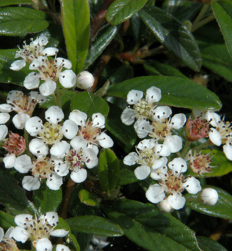  Hochstamm Kriechmispel Gnom 100-125cm - Cotoneaster Salicifolius